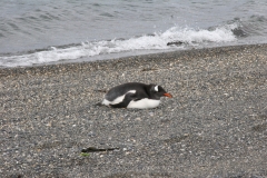 06 Penguin Colony 15.11.2007 20-41-40