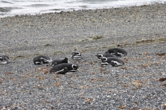 06 Penguin Colony 15.11.2007 20-56-24