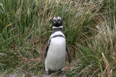 06 Penguin Colony 15.11.2007 21-05-59