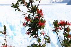 20 Perito Moreno 24.11.2007 18-01-50